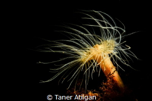 Snooted Anemone by Taner Atilgan 